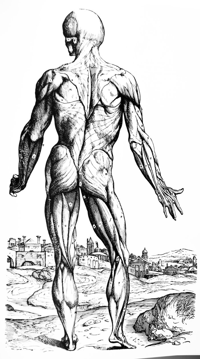 Tallrikarna från den andra boken av De Humani Corporis Fabrica av Andreas Vesalius