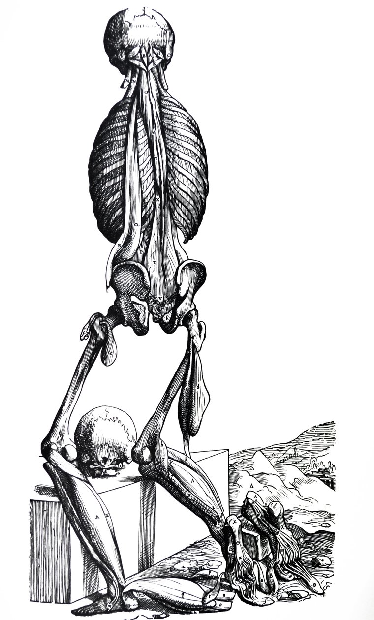 Plattorna från den andra boken i De Humani Corporis Fabrica av Andreas Vesalius