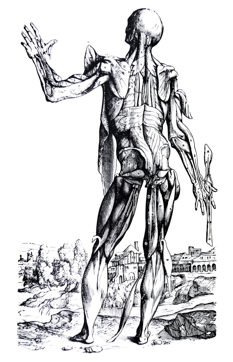 Tallrikarna från den andra boken av De Humani Corporis Fabrica av Andreas Vesalius