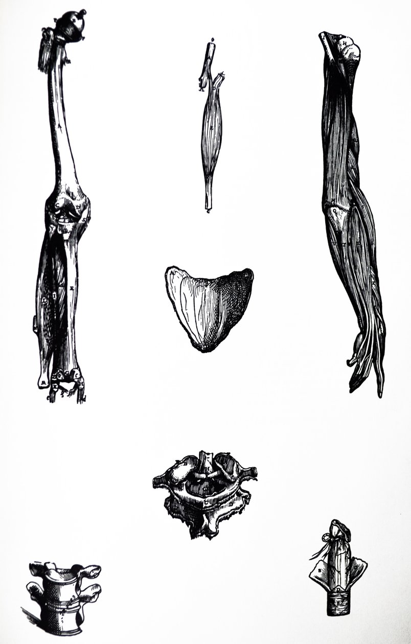 Tallrikarna från den andra boken av De Humani Corporis Fabrica av Andreas Vesalius