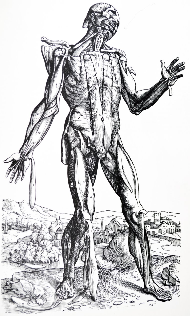 Plattorna från den andra boken i De Humani Corporis Fabrica av Andreas Vesalius