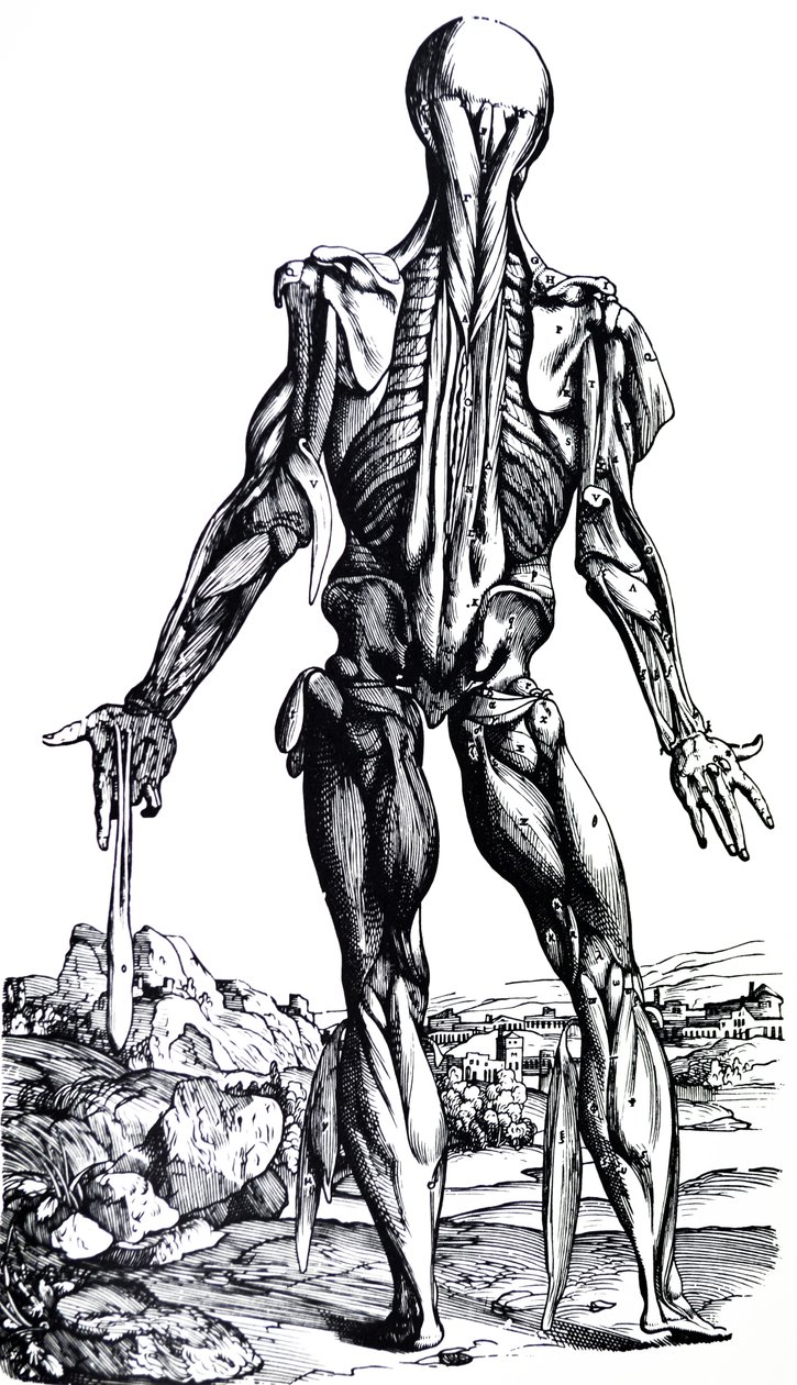 Tallrikarna från den andra boken av De Humani Corporis Fabrica av Andreas Vesalius