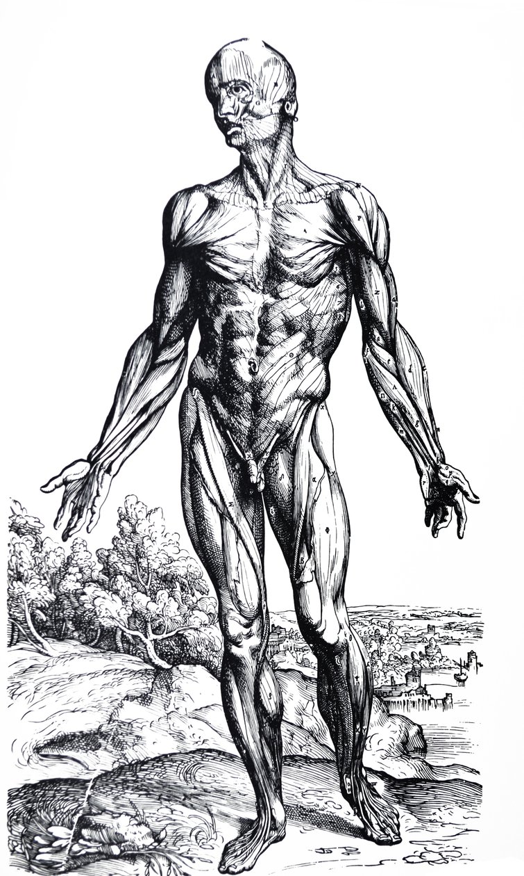 Tallrikarna från den andra boken av De Humani Corporis Fabrica av Andreas Vesalius
