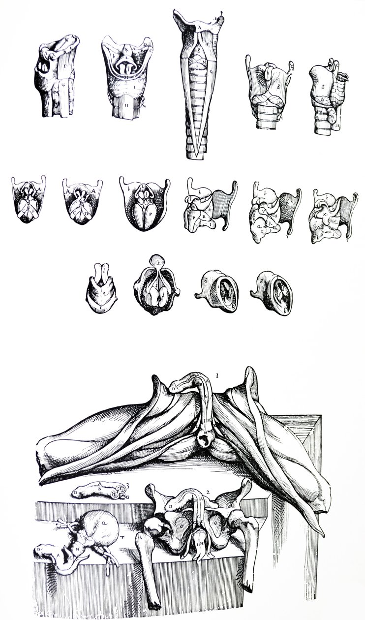Tallrikarna från den andra boken av De Humani Corporis Fabrica av Andreas Vesalius