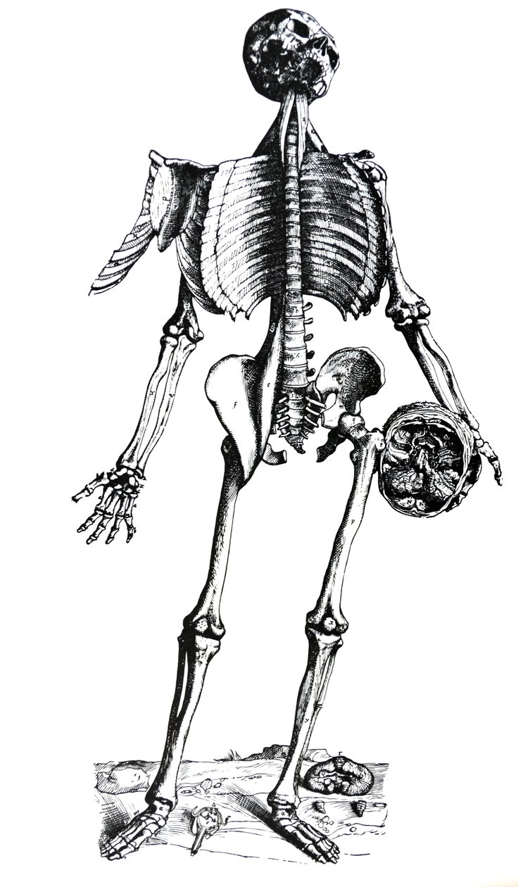 Tallrikarna från den sjunde boken av De Humani Corporis Fabrica av Andreas Vesalius