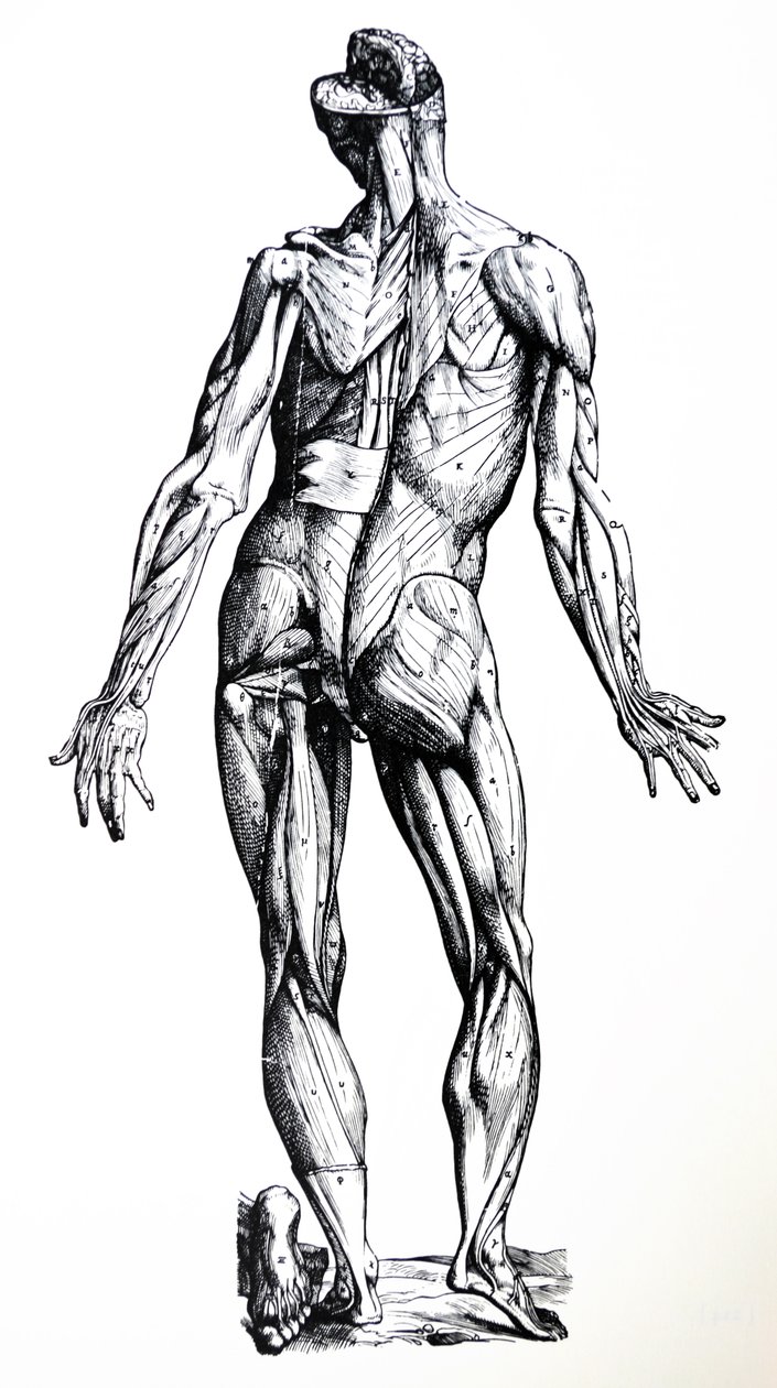 Plattorna från den sjunde boken i De Humani Corporis Fabrica av Andreas Vesalius