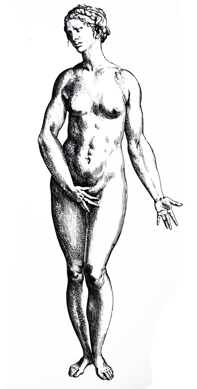 Tallrikarna från den sjunde boken av De Humani Corporis Fabrica av Andreas Vesalius