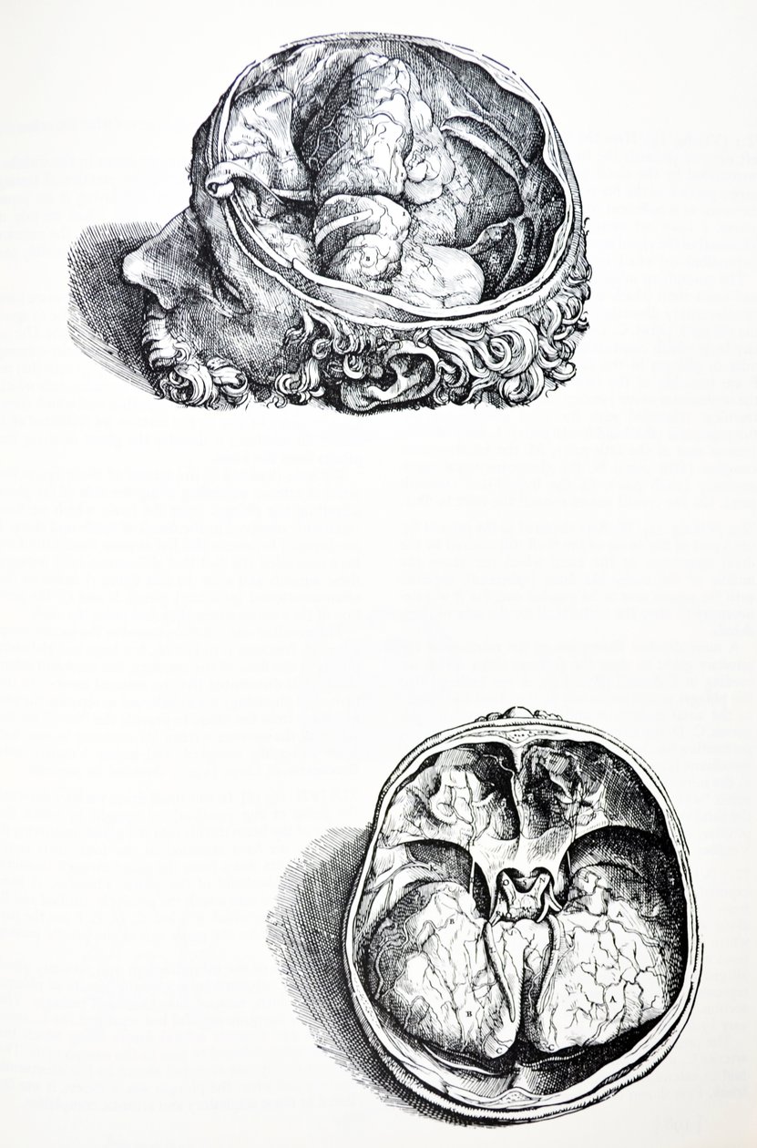 Plattorna från den sjunde boken i De Humani Corporis Fabrica av Andreas Vesalius
