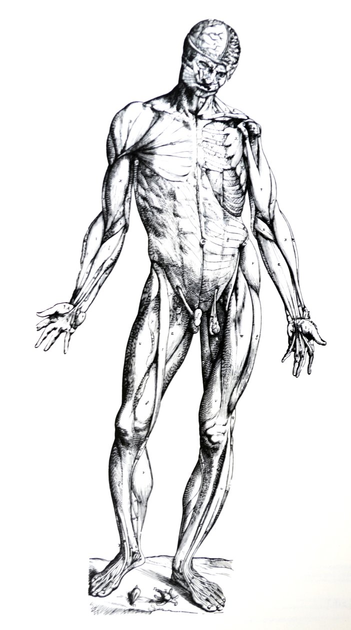 Tallrikarna från den sjunde boken av De Humani Corporis Fabrica av Andreas Vesalius