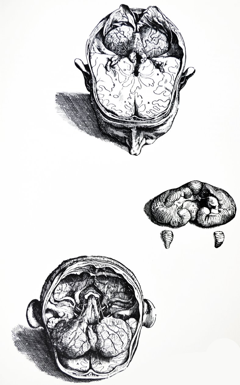 Tallrikarna från den sjunde boken av De Humani Corporis Fabrica av Andreas Vesalius