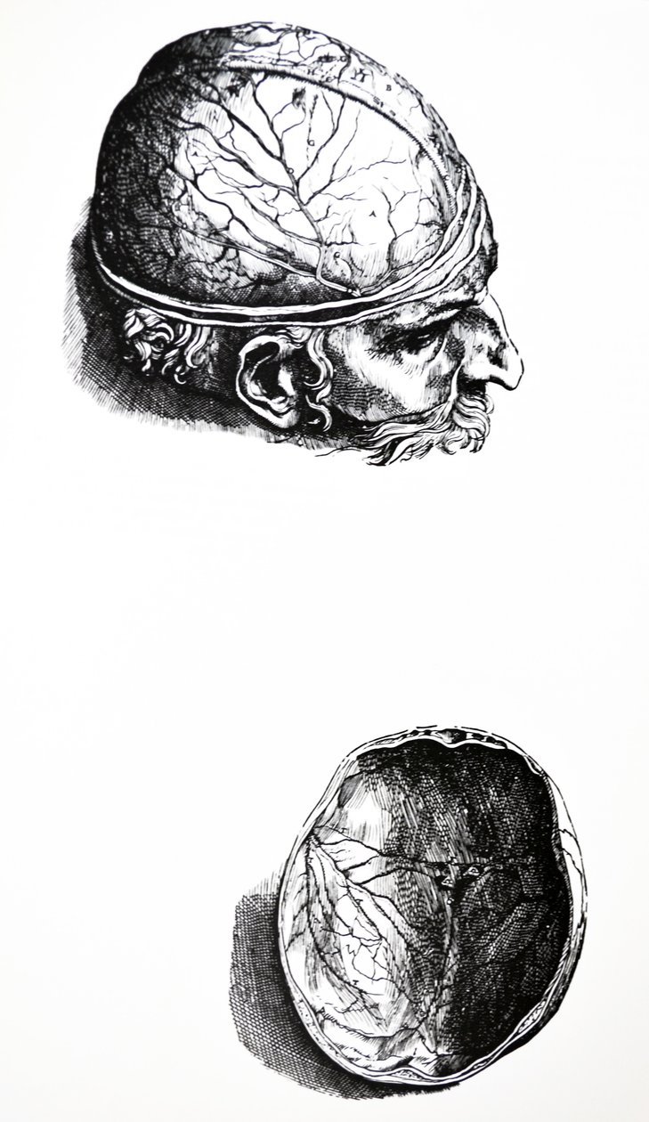 Tallrikarna från den sjunde boken av De Humani Corporis Fabrica av Andreas Vesalius