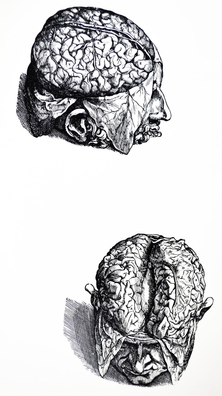 Tallrikarna från den sjunde boken av De Humani Corporis Fabrica av Andreas Vesalius