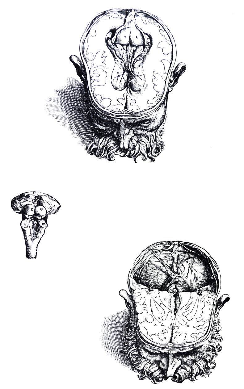 Tallrikarna från den sjunde boken av De Humani Corporis Fabrica av Andreas Vesalius