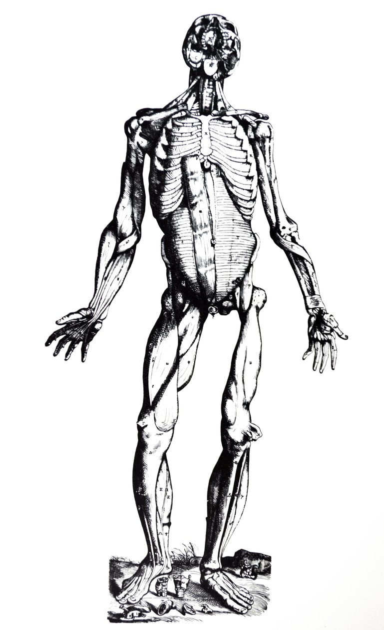 Tallrikarna från den sjunde boken av De Humani Corporis Fabrica av Andreas Vesalius