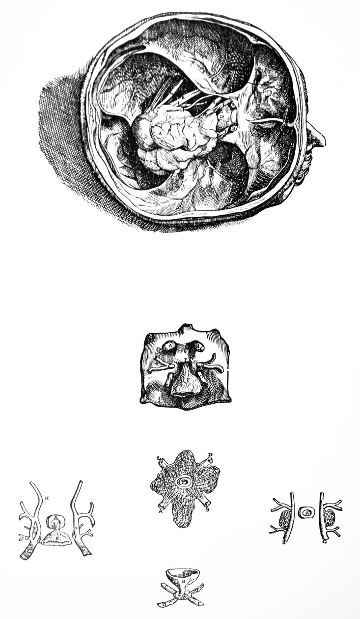 Tallrikarna från den sjunde boken av De Humani Corporis Fabrica av Andreas Vesalius