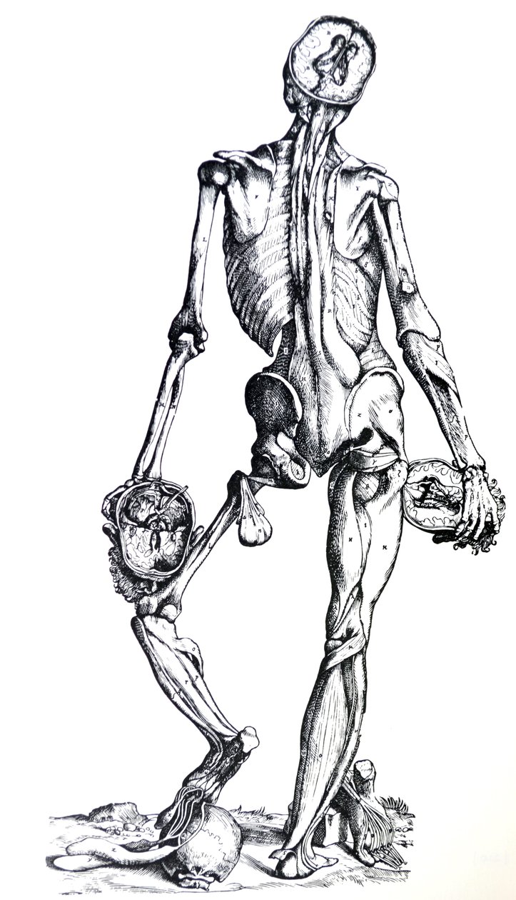 Tallrikarna från den sjunde boken av De Humani Corporis Fabrica av Andreas Vesalius