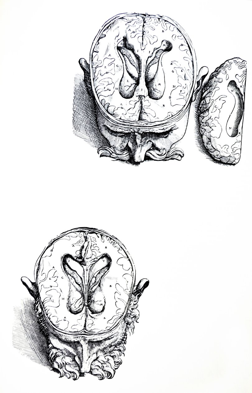 Tallrikarna från den sjunde boken av De Humani Corporis Fabrica av Andreas Vesalius
