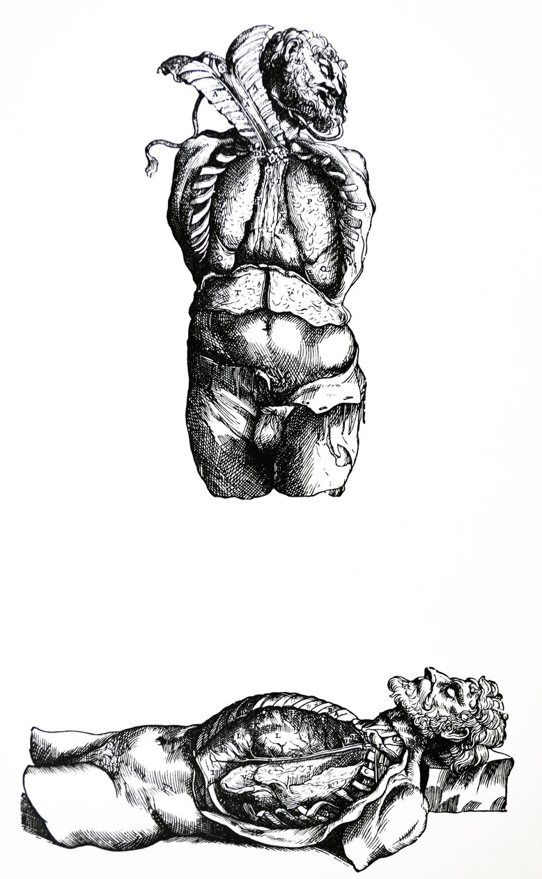 Tallrikarna från den sjätte boken av De Humani Corporis Fabrica av Andreas Vesalius