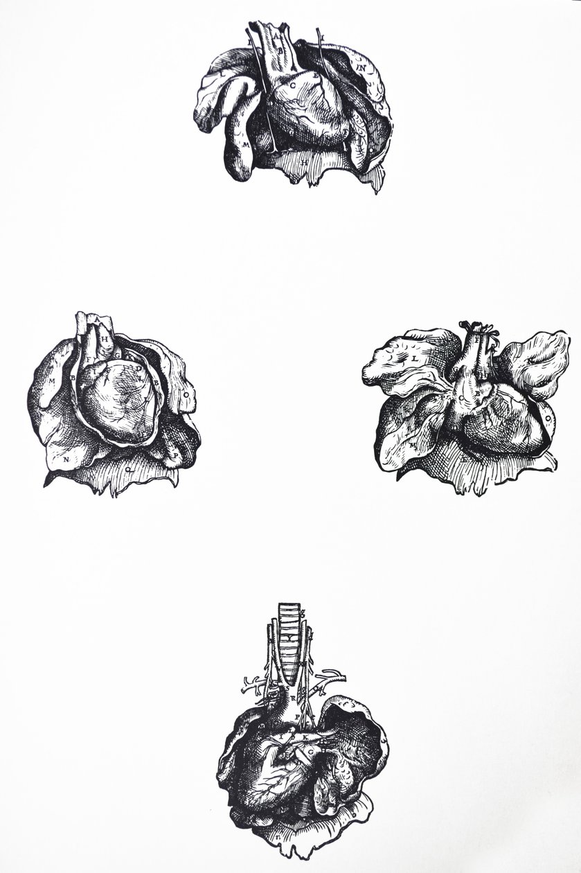 Tallrikarna från den sjätte boken av De Humani Corporis Fabrica av Andreas Vesalius