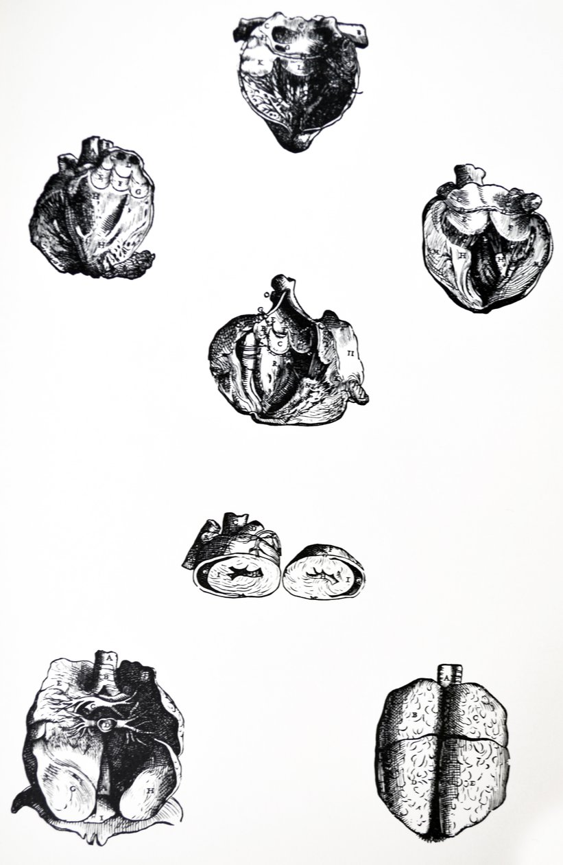 Tallrikarna från sjätte boken av De Humani Corporis Fabrica av Andreas Vesalius