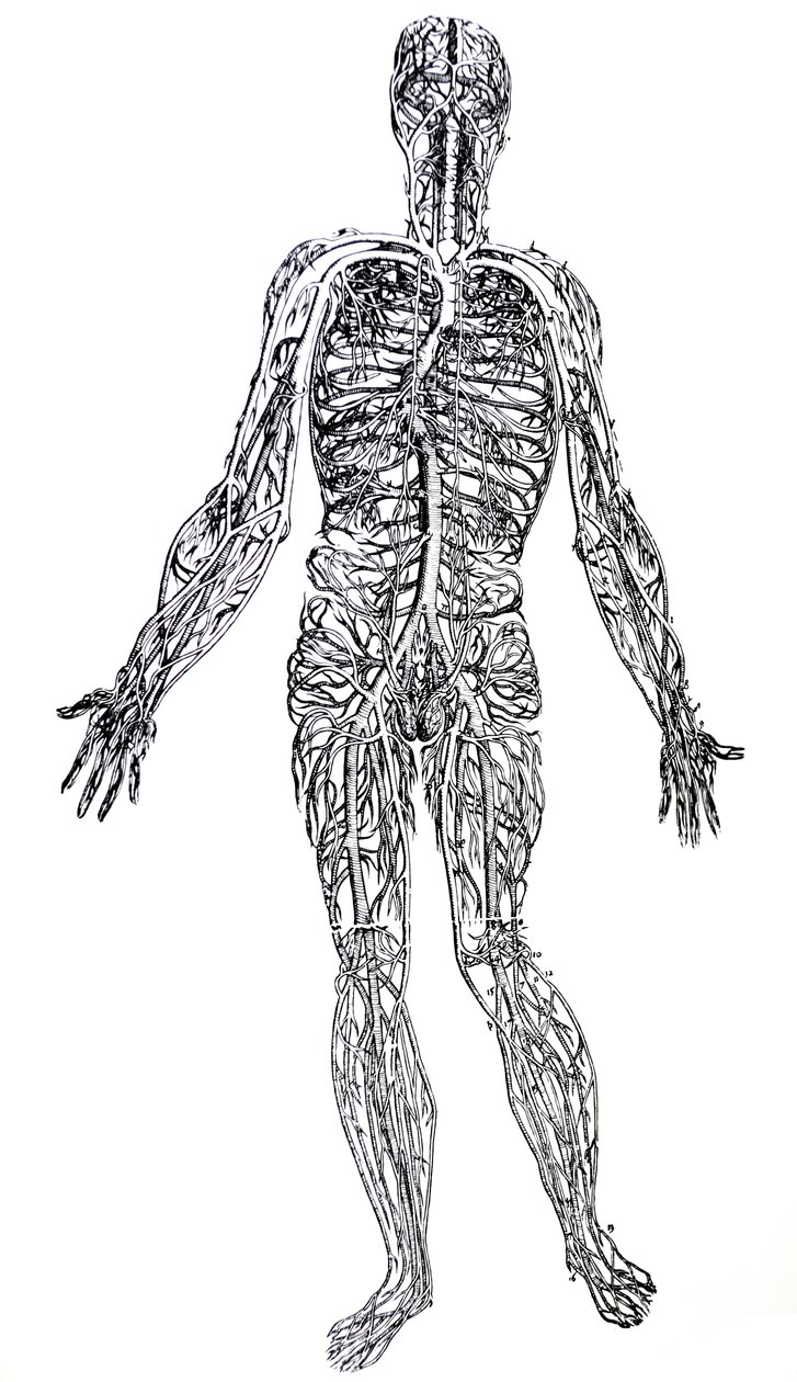 Tallrikarna från tredje boken av De Humani Corporis Fabrica av Andreas Vesalius