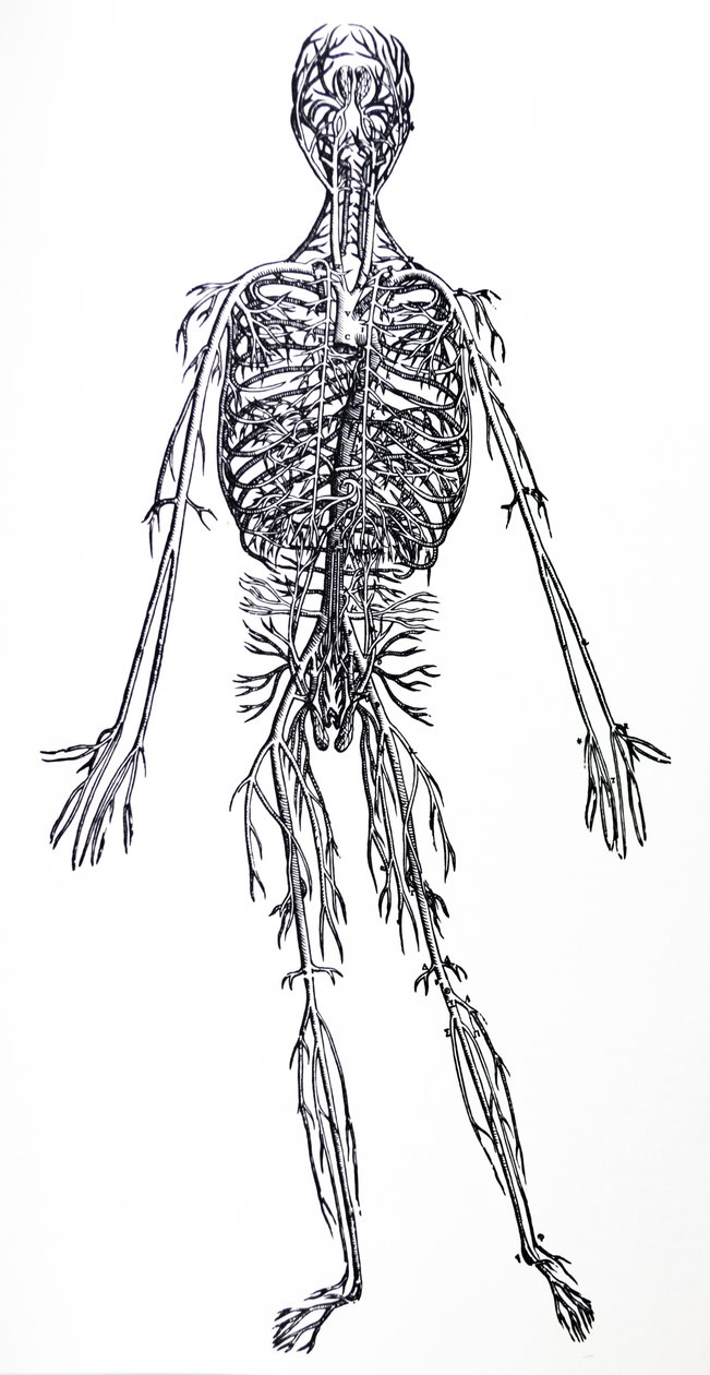 Tallrikarna från tredje boken av De Humani Corporis Fabrica av Andreas Vesalius