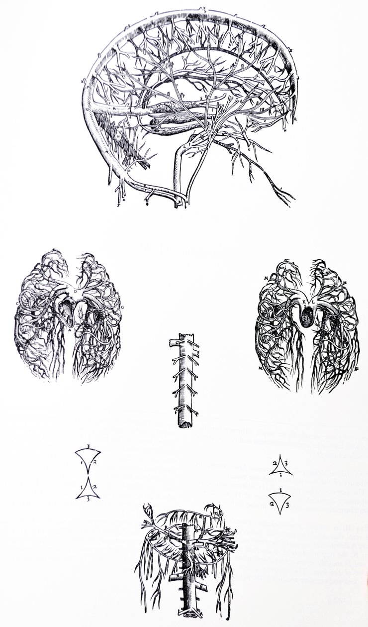 Plattorna från den tredje boken i De Humani Corporis Fabrica av Andreas Vesalius