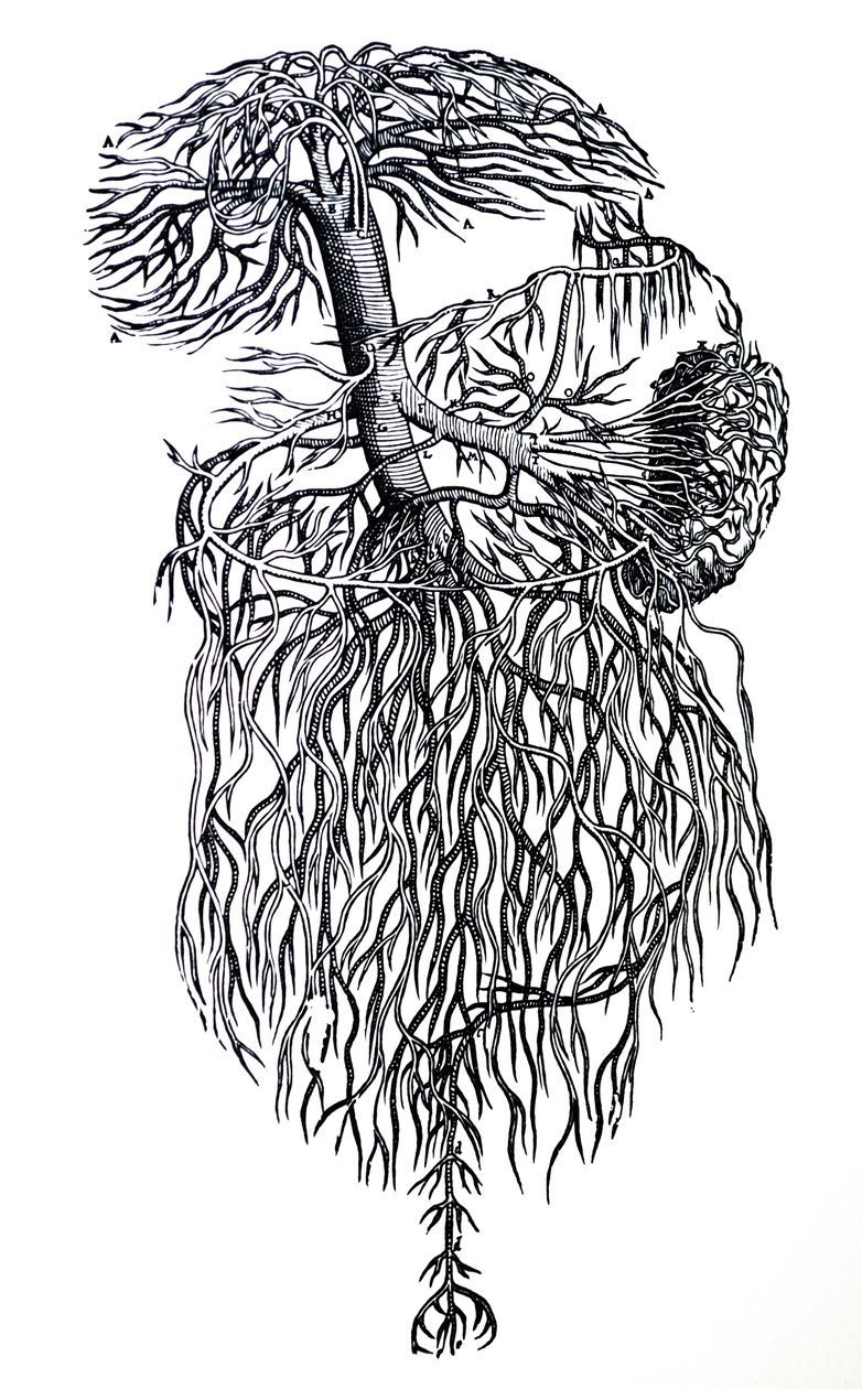 Tallrikarna från tredje boken av De Humani Corporis Fabrica av Andreas Vesalius