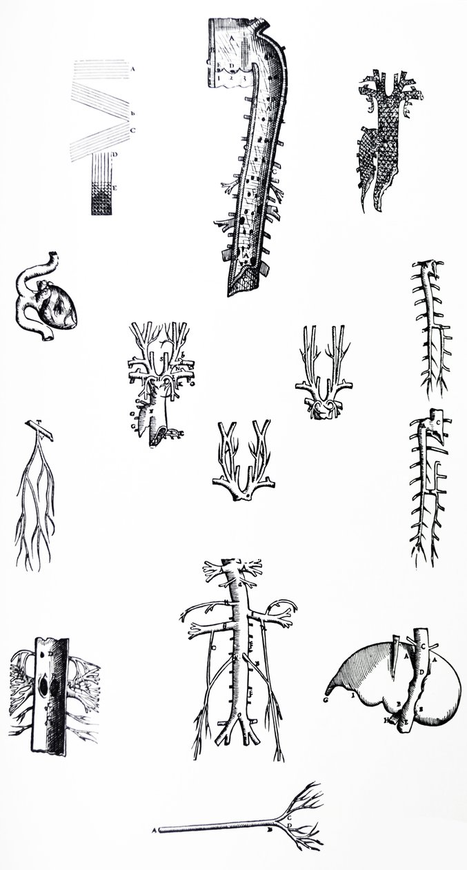 Tallrikarna från tredje boken av De Humani Corporis Fabrica av Andreas Vesalius