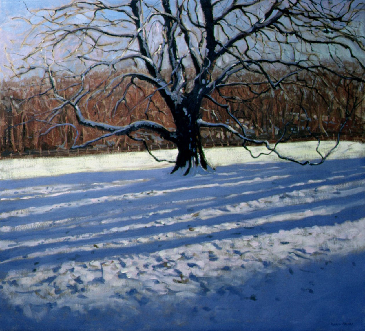 Stort träd, snö, Calke Abbey av Andrew Macara