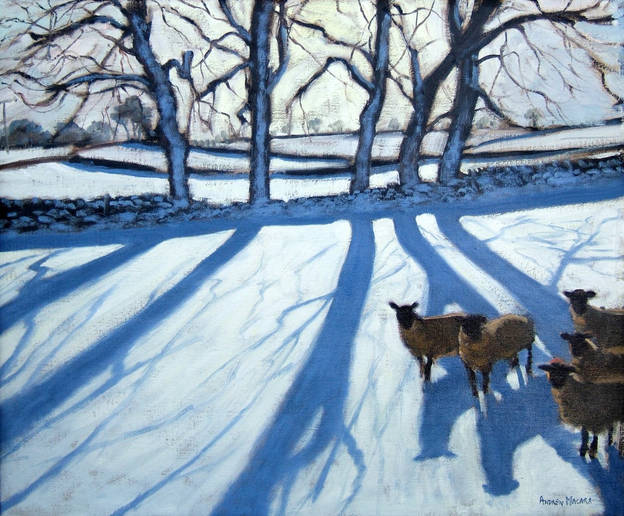 Får i snö, Derbyshire av Andrew Macara