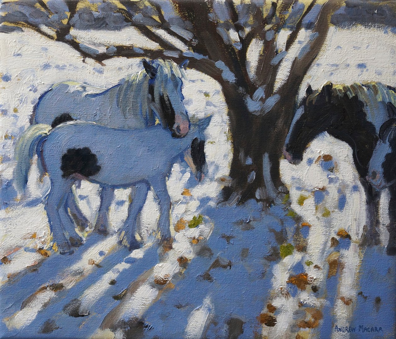 Skewbald ponnyer på vintern, 2012 av Andrew Macara