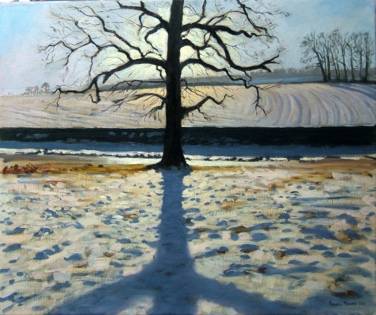 Träd och skugga, Calke Abbey, Derbyshire av Andrew Macara
