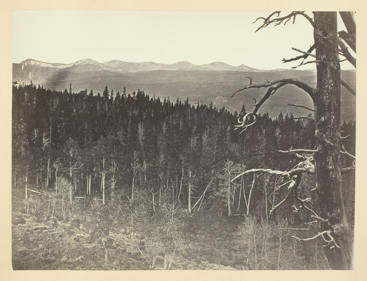 Snö- och timmerlinje, Medicine Bow Mountain av Andrew Joseph Russell