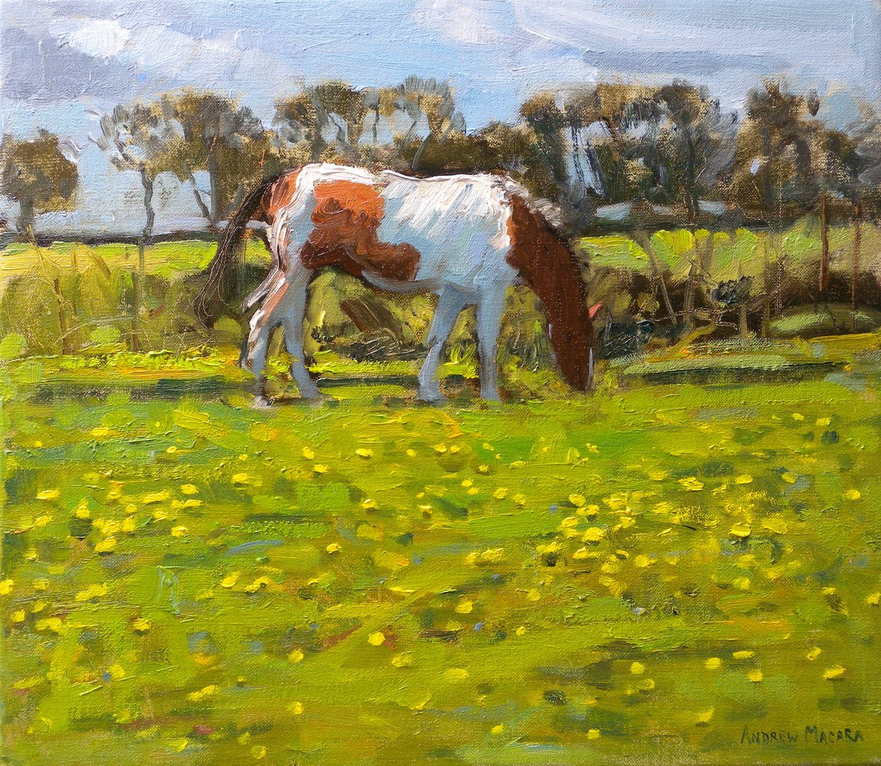 Piebald Horse, 2010 (olja på duk) av Andrew Macara