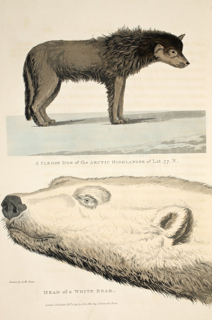 A Sledge Dog of the Arctic Highlander and the Head of a White Bear, illustration från 