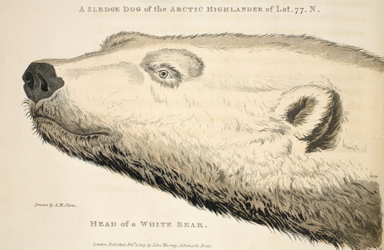 Head of a White Bear, illustration från 