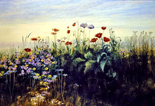 Vilda blommor (akvarell på papper) av Andrew Nicholl