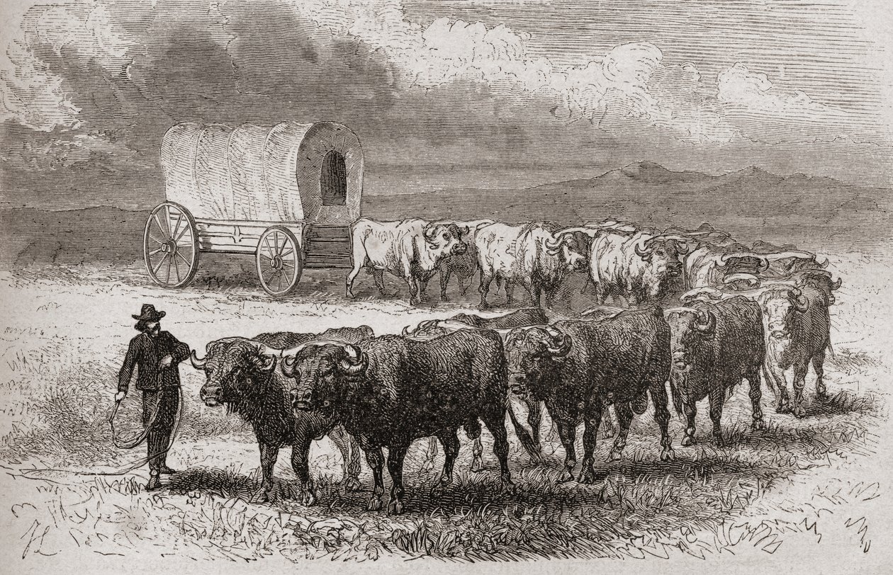 Att köra oxar över Amerikas stora slätter 1867, illustration från 