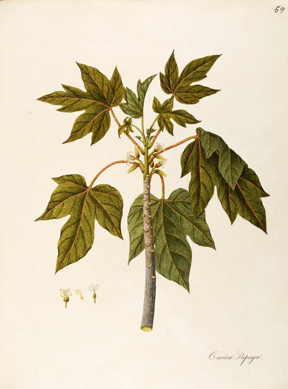 Papaya (Carica papaya), Caricaceae, varmt växthusträd med ihållande löv, odlad för sin frukt, hemma i det tropiska Amerika, akvarell av Angela Rossi Bottione