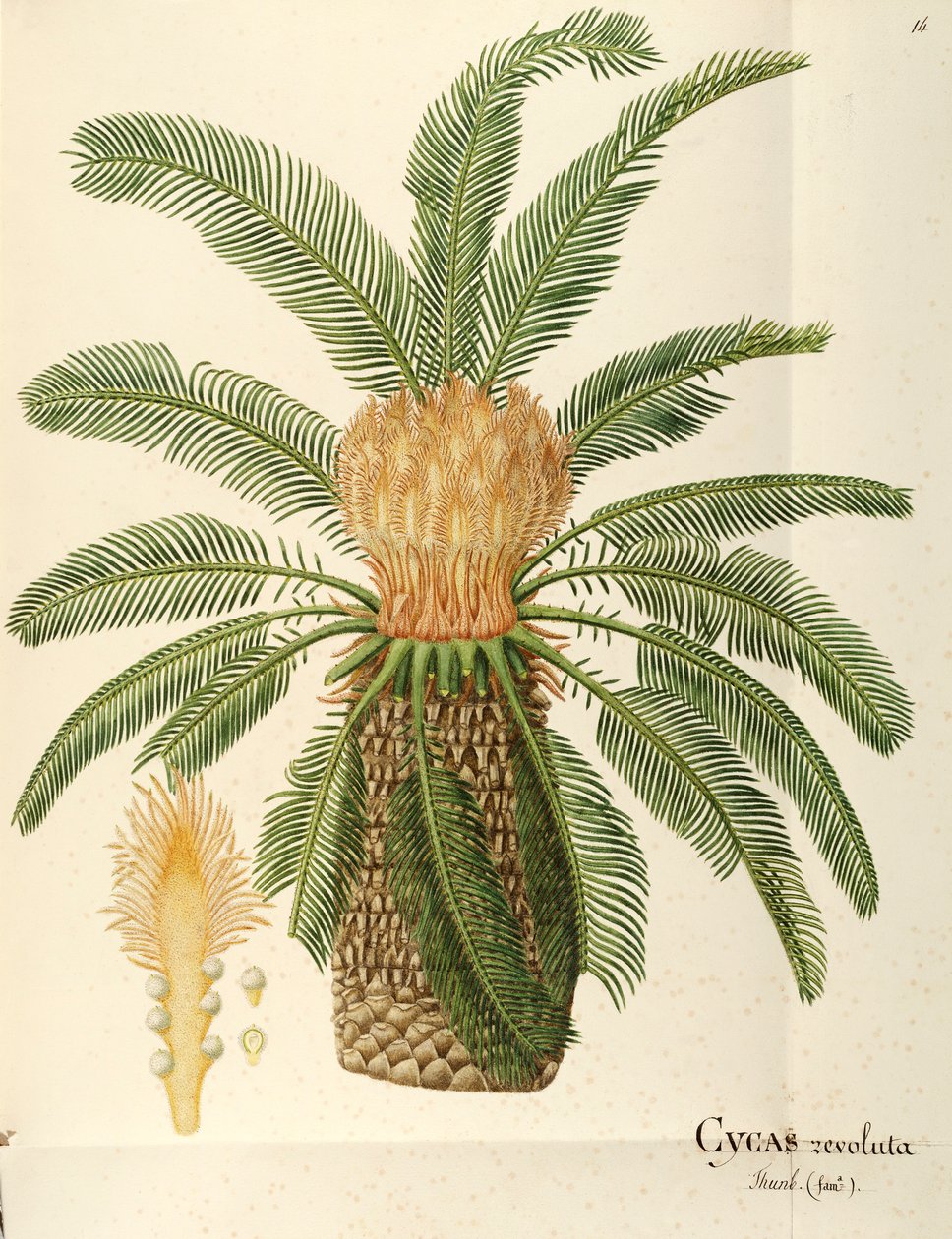 Sagopalm (Cycas revoluta Thunb), Cycadaceae av Angela Rossi Bottione, akvarell av Angela Rossi Bottione