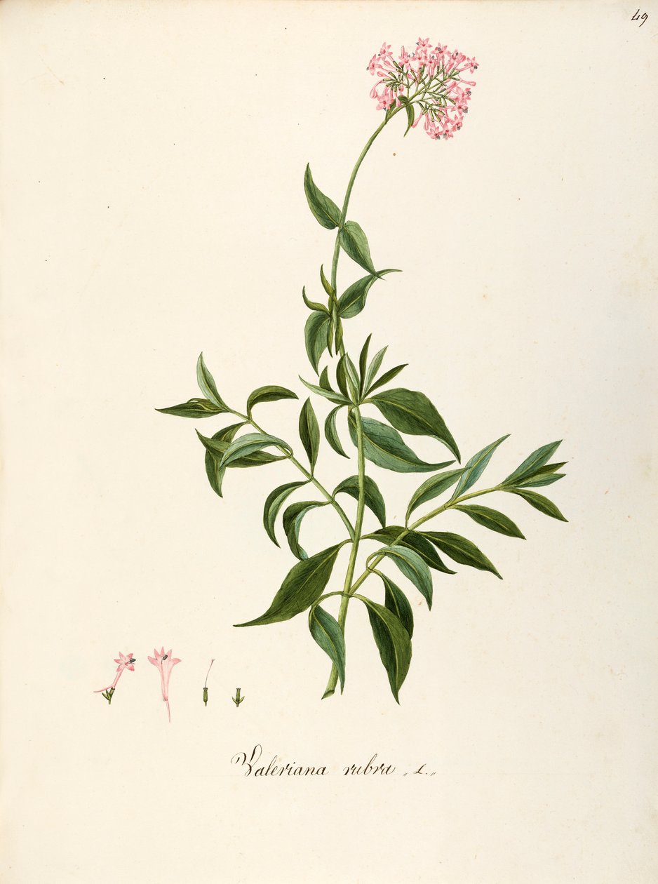 Valerianaceae, Röd Valeriana (Centranthus ruber), örtaktig flerårig växt för rabatter eller steniga trädgårdar, spontan i Italien, av Angela Rossi Bottione och medarbetare, akvarell av Angela Rossi Bottione