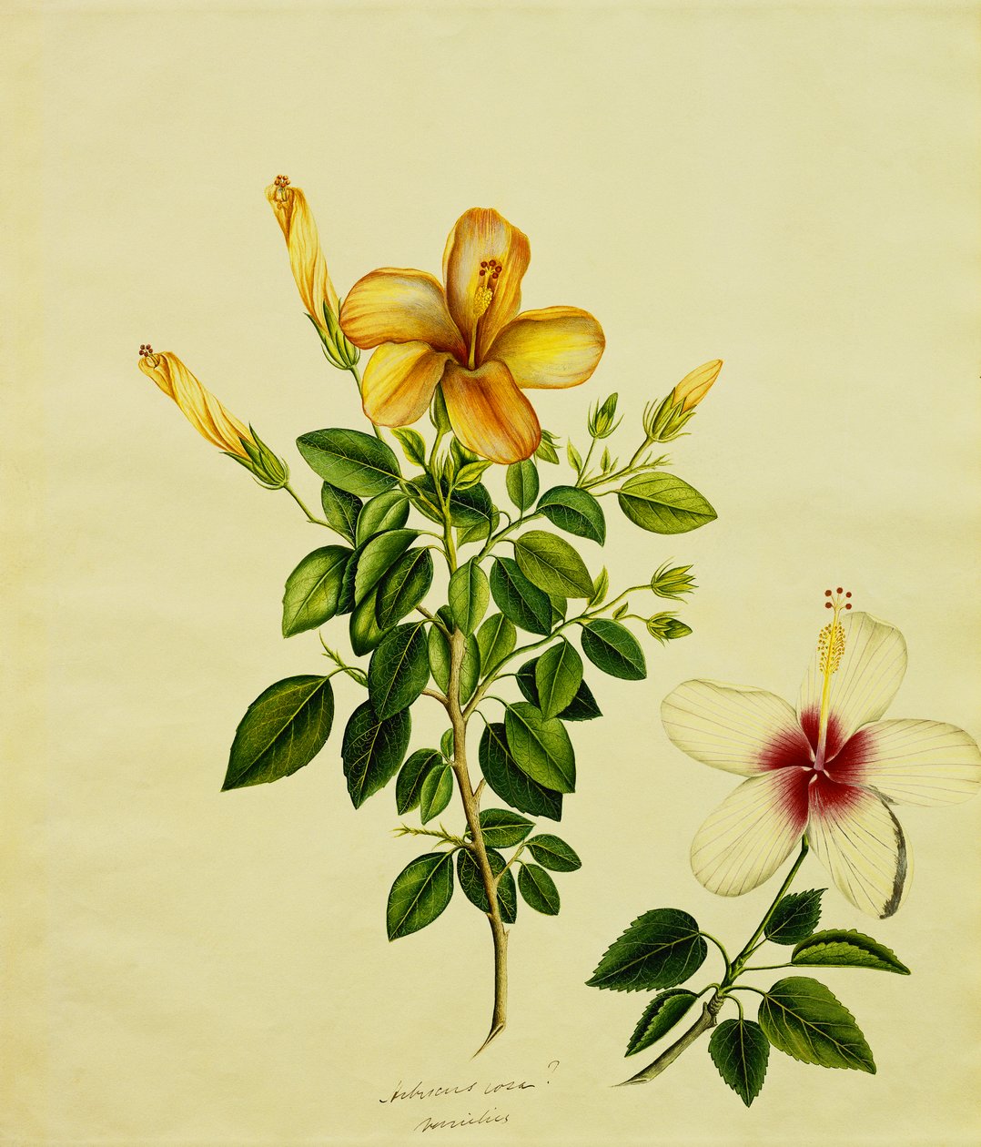 Studier av Hibisci, en aloe och andra, c.1840 av Anglo Indian School
