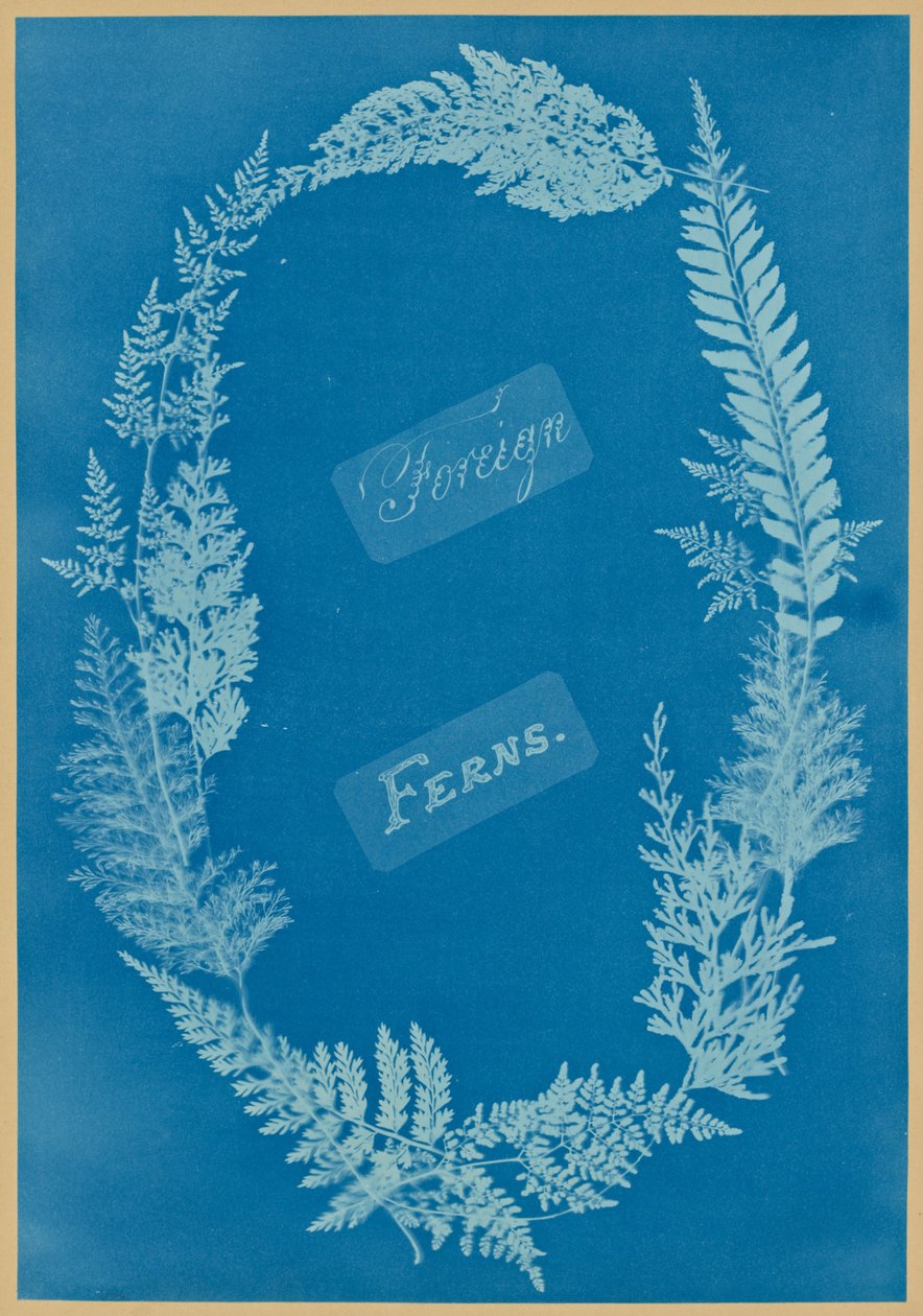 Utländska ormbunkar av Anna Atkins