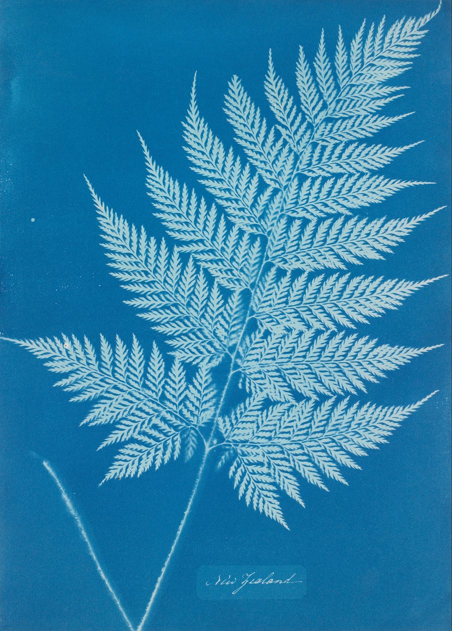 Nya Zeeland av Anna Atkins