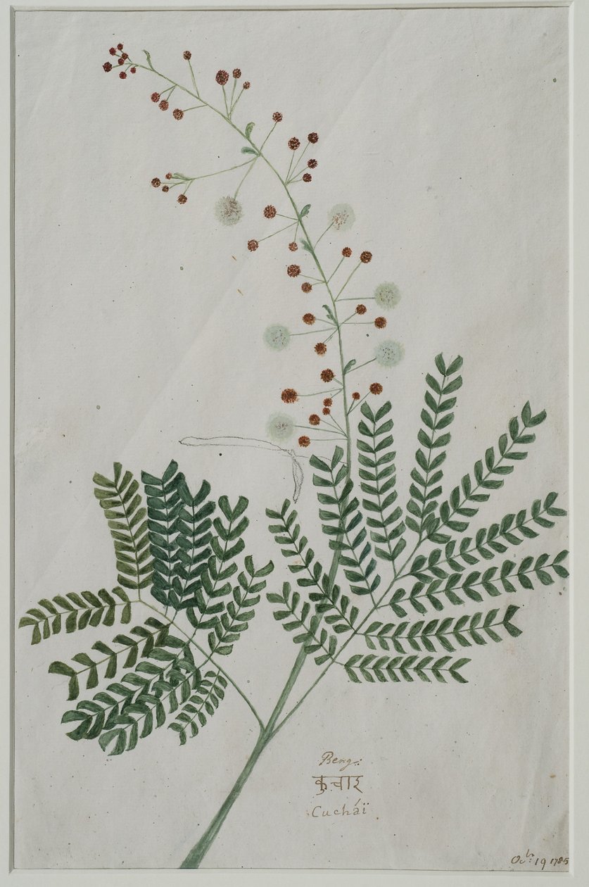 Acacia leucophloea, 1785 (wc kwenye karatasi)swed av Anna Maria Jones