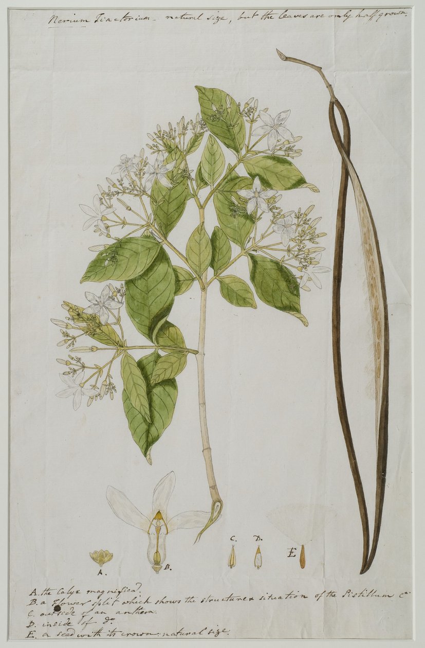 Wrightia tinctoria (Roxb.) R, 1785 (wc kwenye karatasi)swed av Anna Maria Jones
