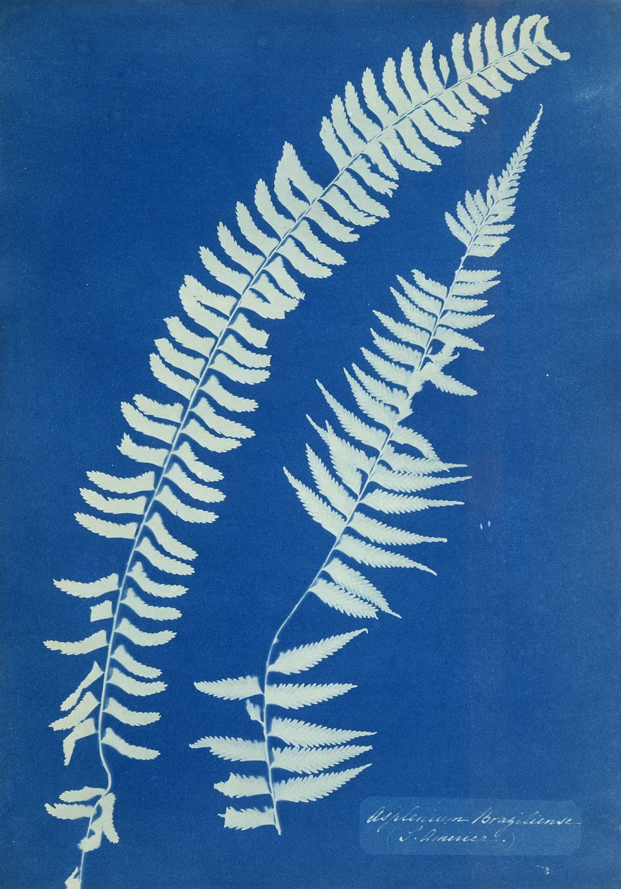 Asplenium Braziliense, Sydamerika, ca 1850 av Anna Atkins