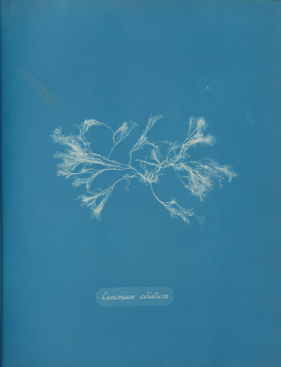 Cilierad keramik, ca. 1853 av Anna Atkins