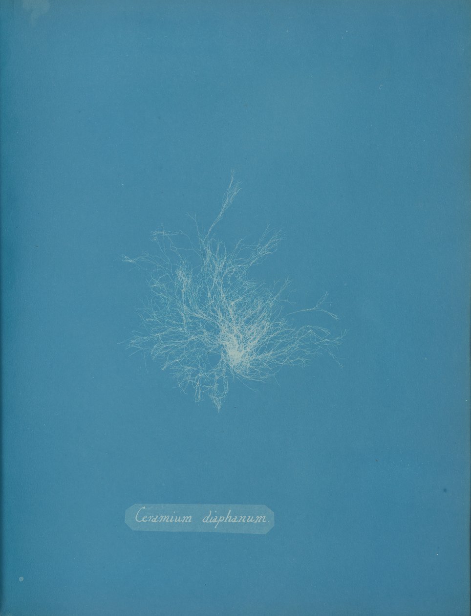 Transparent keramik, ca. 1853 av Anna Atkins